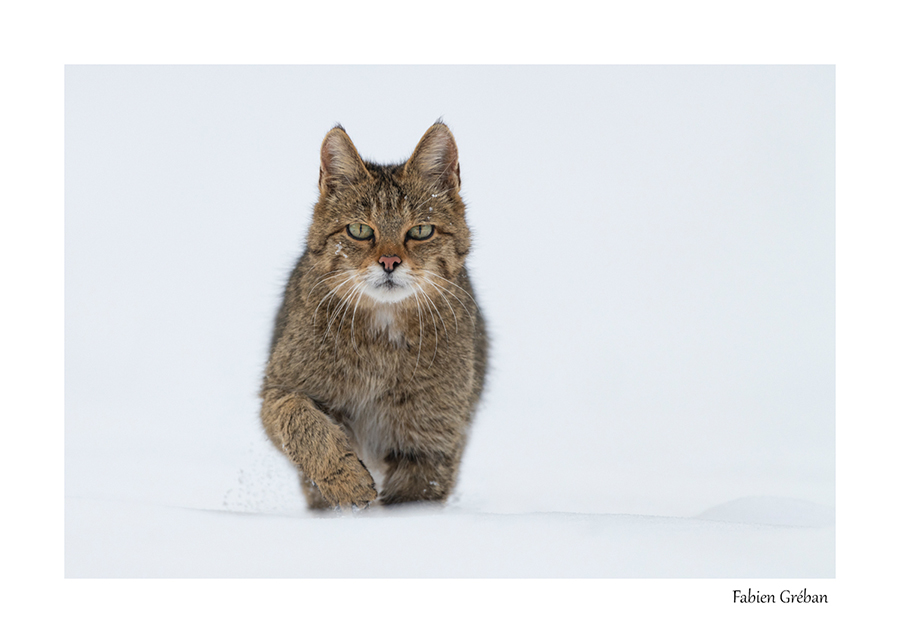 chat forestier en hiver dans une paririe enneige