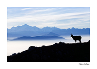 chamois et le mont-blanc