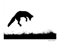 le mulotage du renard