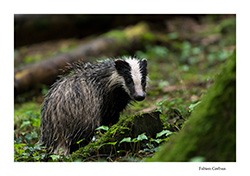 reportage sur les blaireaux