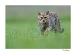 reportage sur le chat forestier