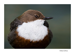 reportage sur le concle plongeur