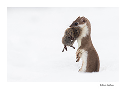 reportage sur l'hermine