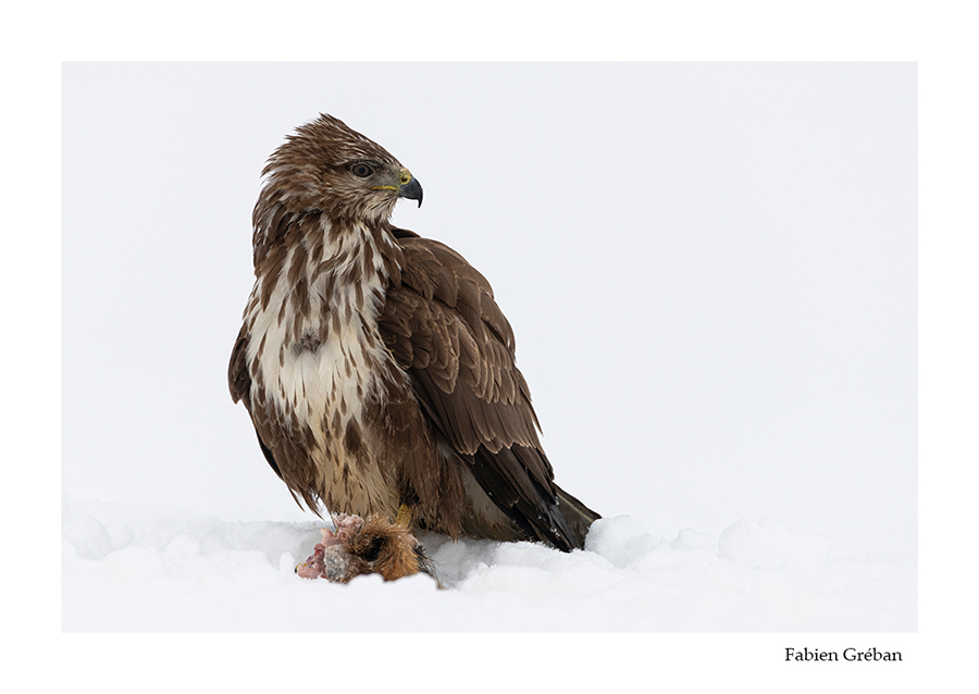 buse variable qui se nourrit sur une carcasse de renard