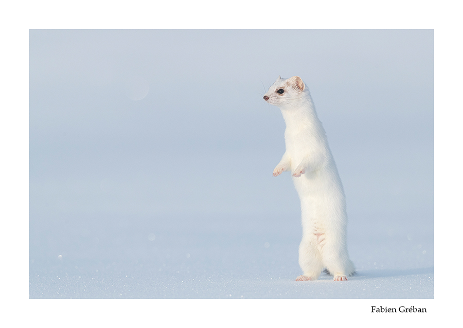 photo de hermine en hiver