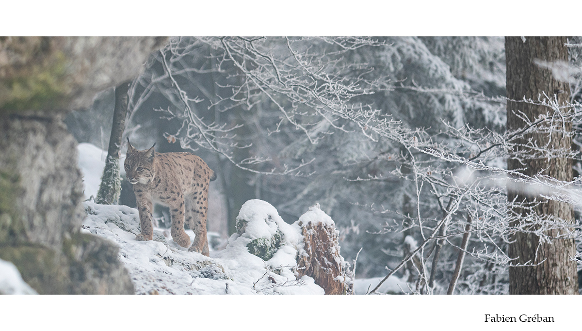 lynx dans la forêt enneigée
