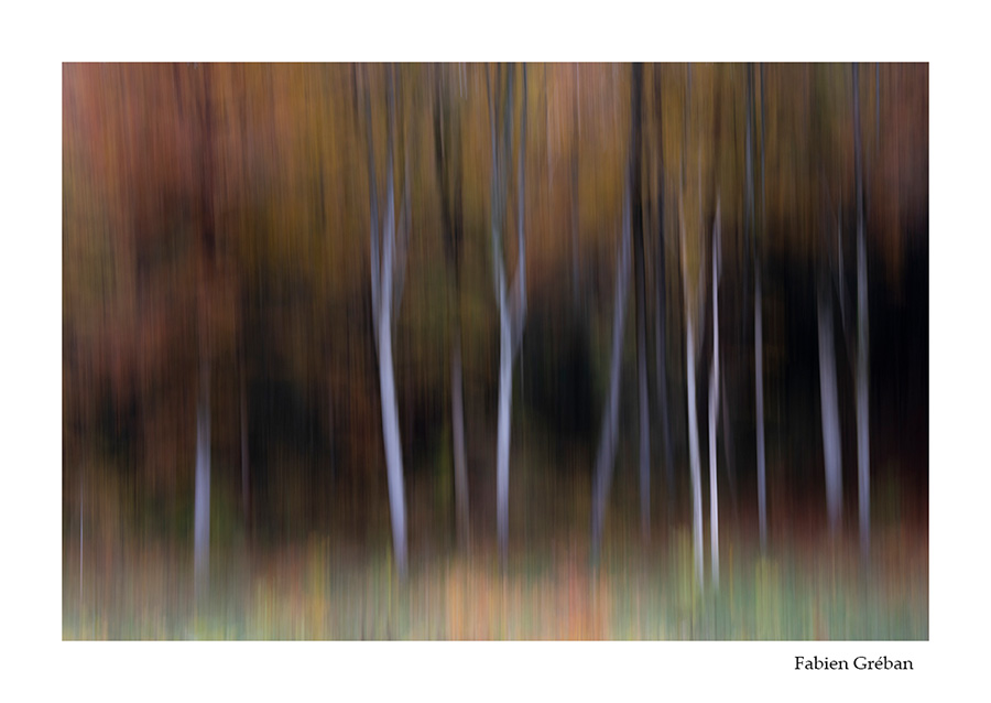 photo de foret en automne