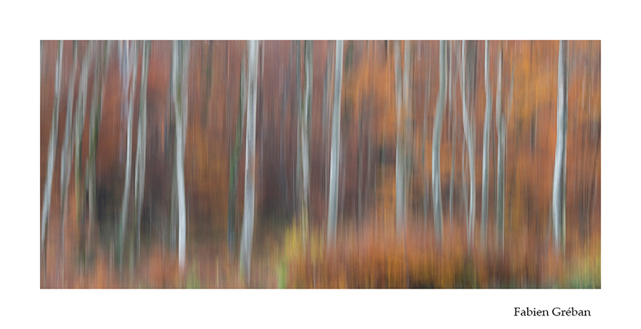 photo de foret en automne