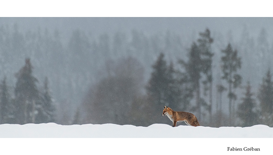 le renard aide les agriculteurs