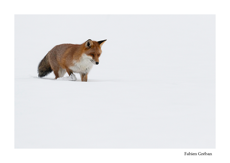 photo de renard en hiver