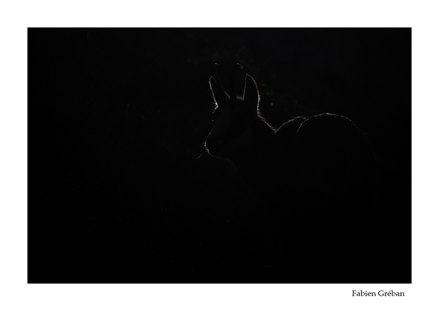 photo de chamois en contre-jour