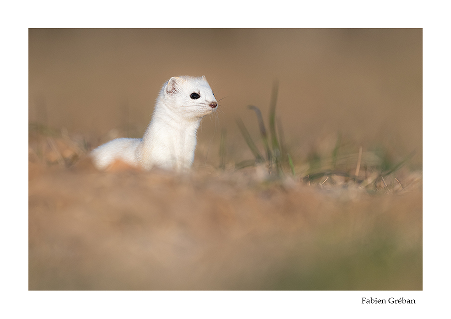 photo d'hermine en hiver dans le jura, sans neige