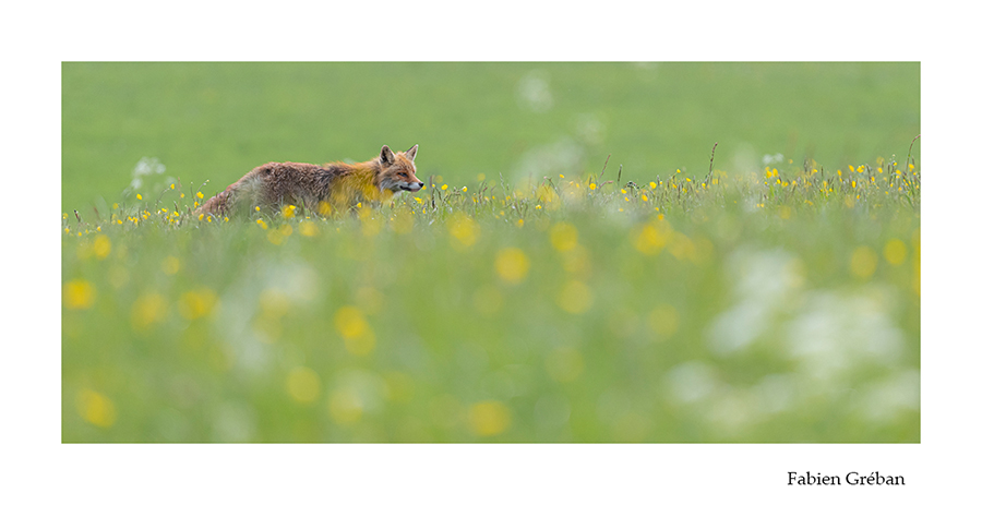 photo de renard au printemps