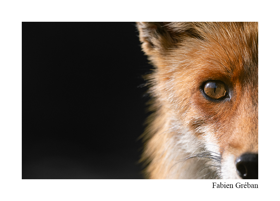 photo de renard en portrait