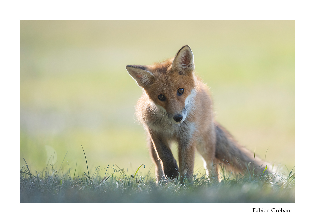 photo de renard roux qui apprend à se nourrir