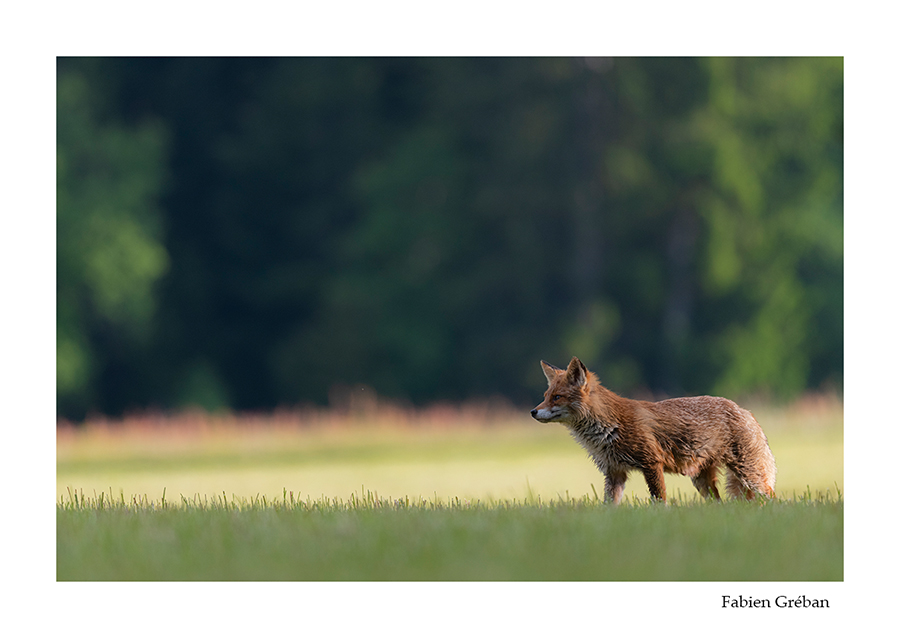 photo de renard apres la fenaison