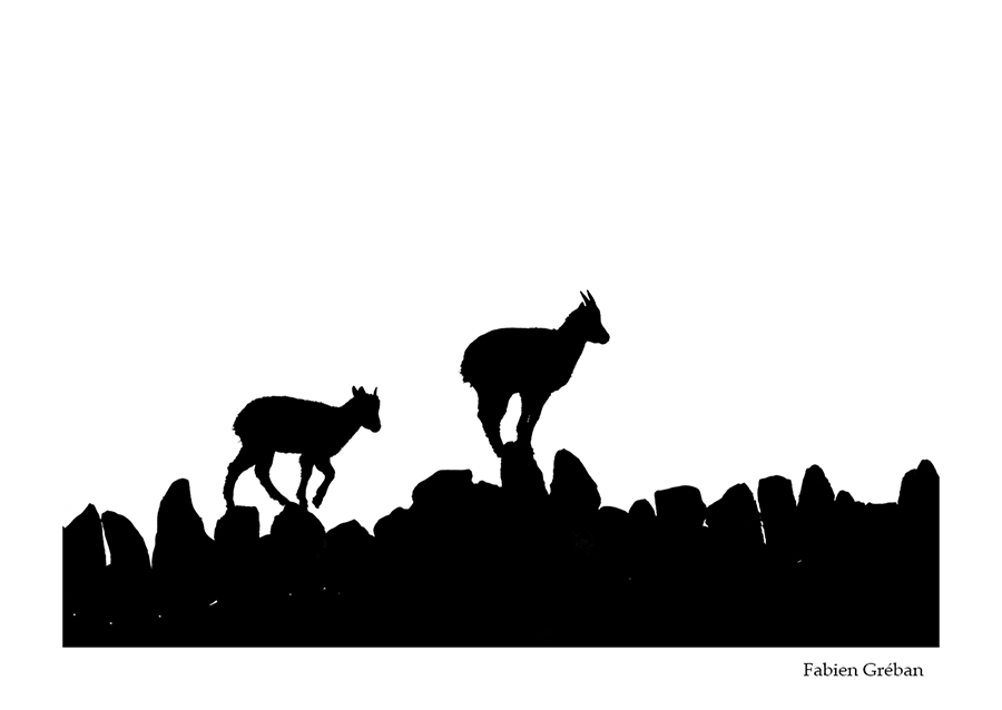 photo de jeunes bouquetins en noir et blanc