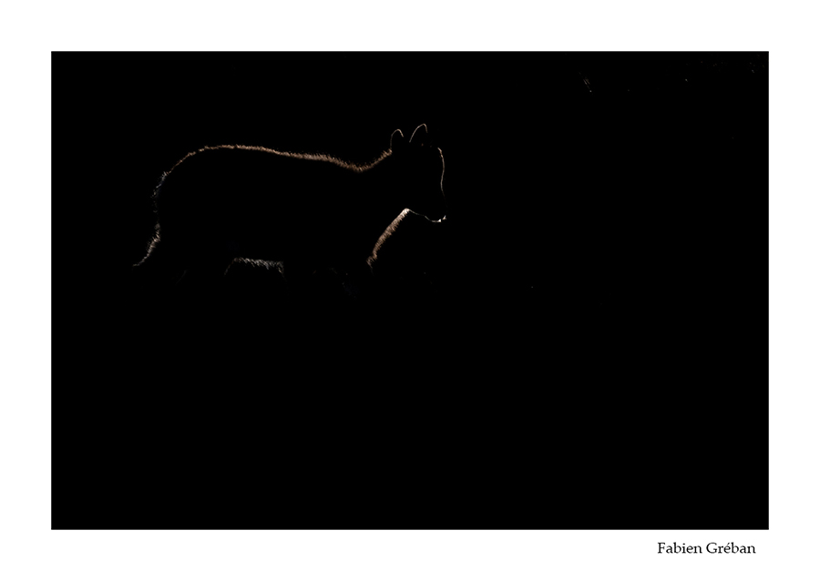 photo d'un jeune bouquetin en contre-jour