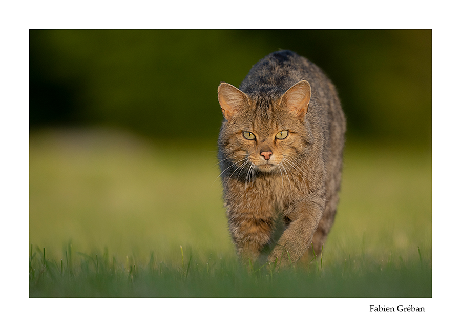 photo de chat forestier dans la prairie