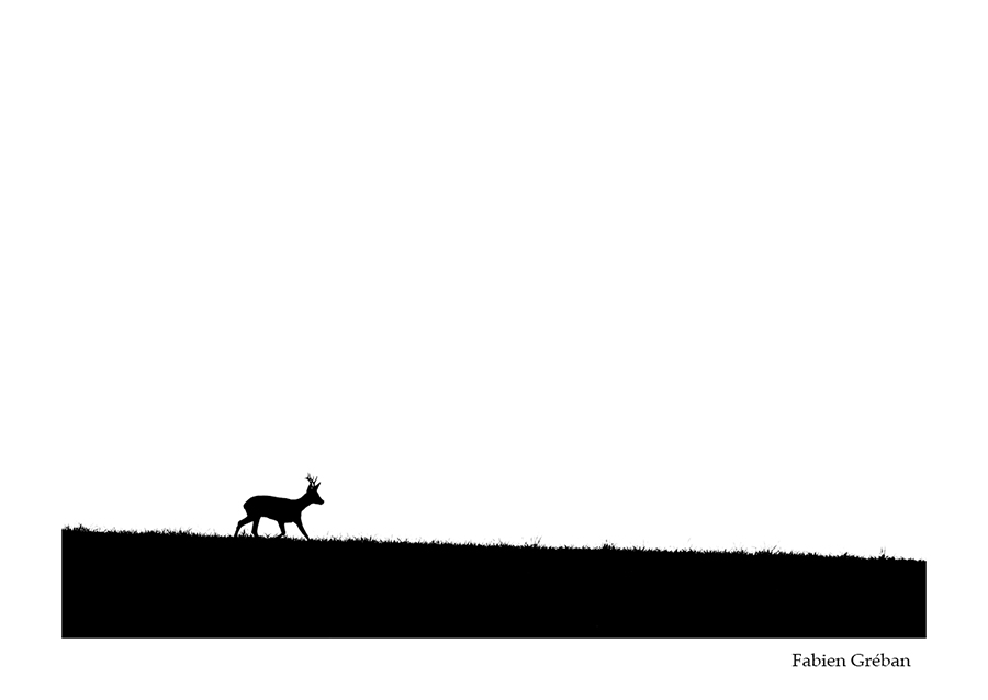 photo de chevreuil en contre-jour