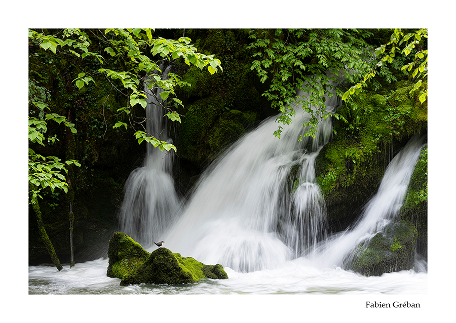photo de cincle plongeur dans la rivière en crue