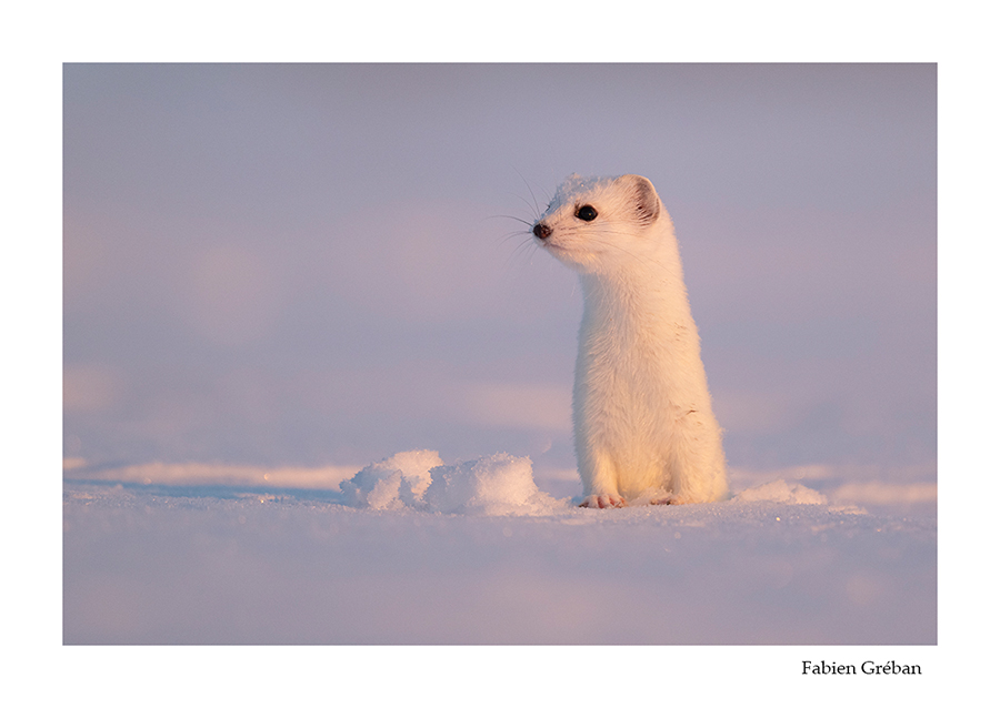 photo d'hermine sur la neige au lever du soleil