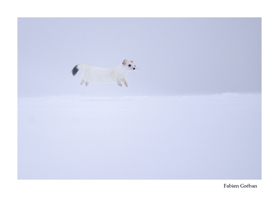 photo de hermine qui court sur la neige 