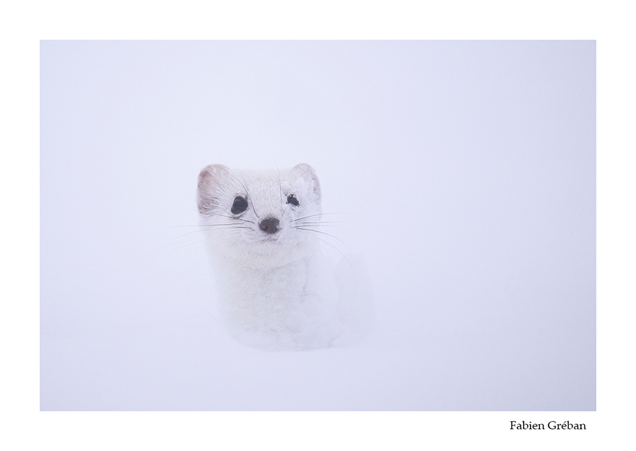photo d'hermine dans une tempête de neige 