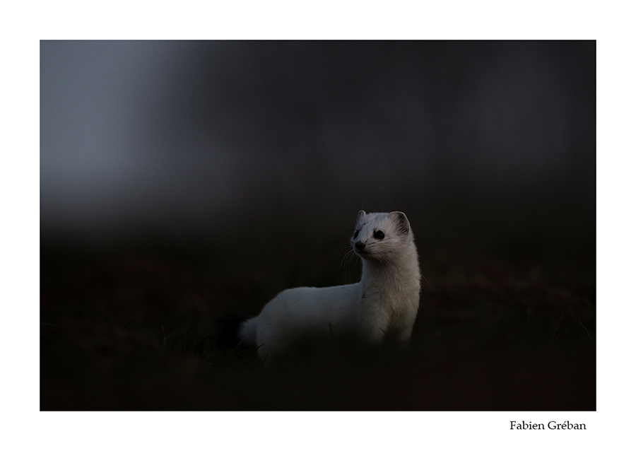 photo de hermine au lever du jour 