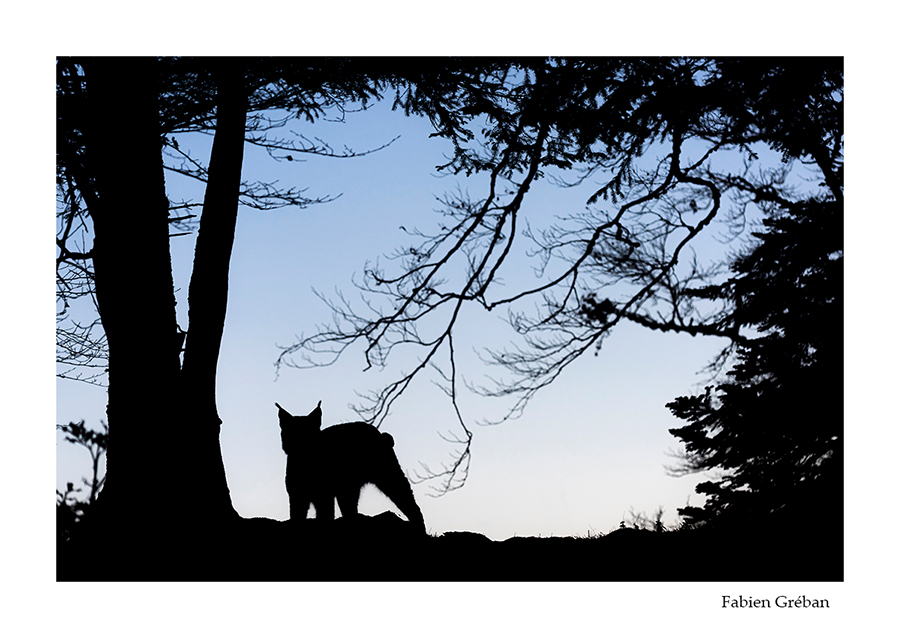 photo de lynx boréal en contre-jour