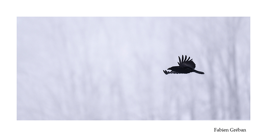 photo de corneille en vol en hiver 