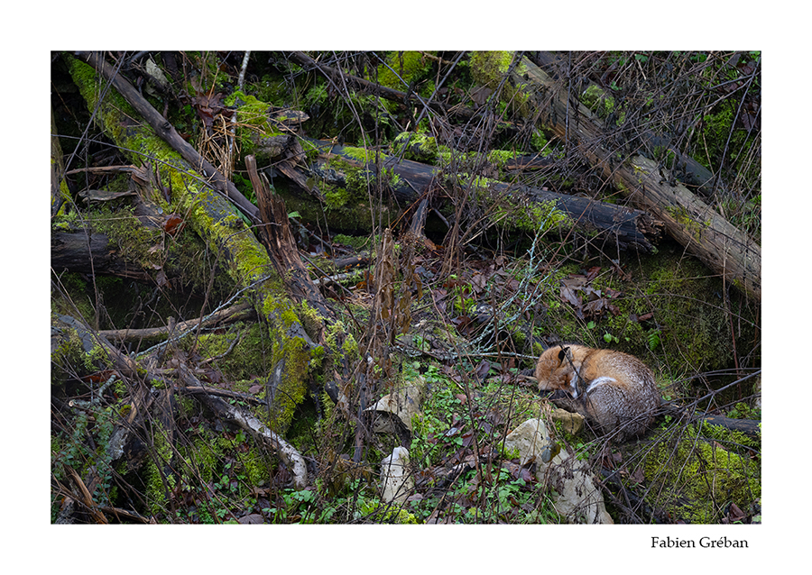 photo de renard qui fait la sieste 