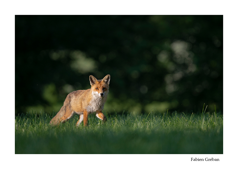 photo de renard en clair obscur