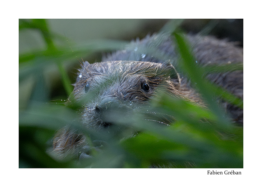 photo de castor en portrait