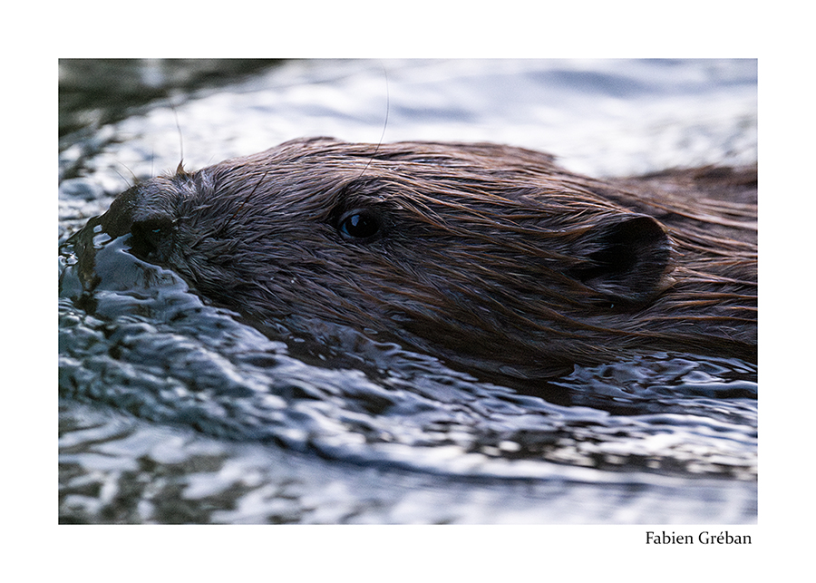 photo de castor sur la Loue