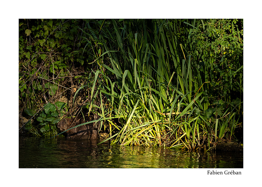 photo de castor sur la berge