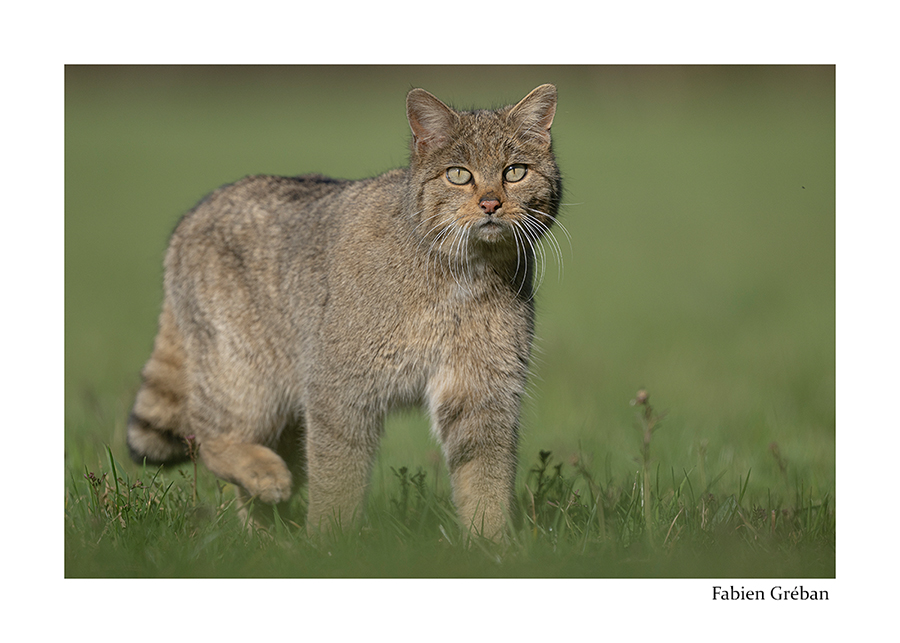 photo d'un chat forestier