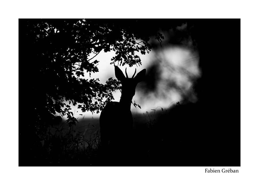 photo de chevreuil en contre-jour