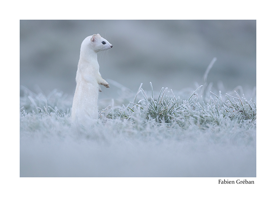 photo de hermine dans l'herbe givrée