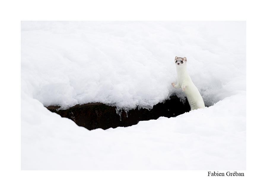 photo d'une hermine en hiver
