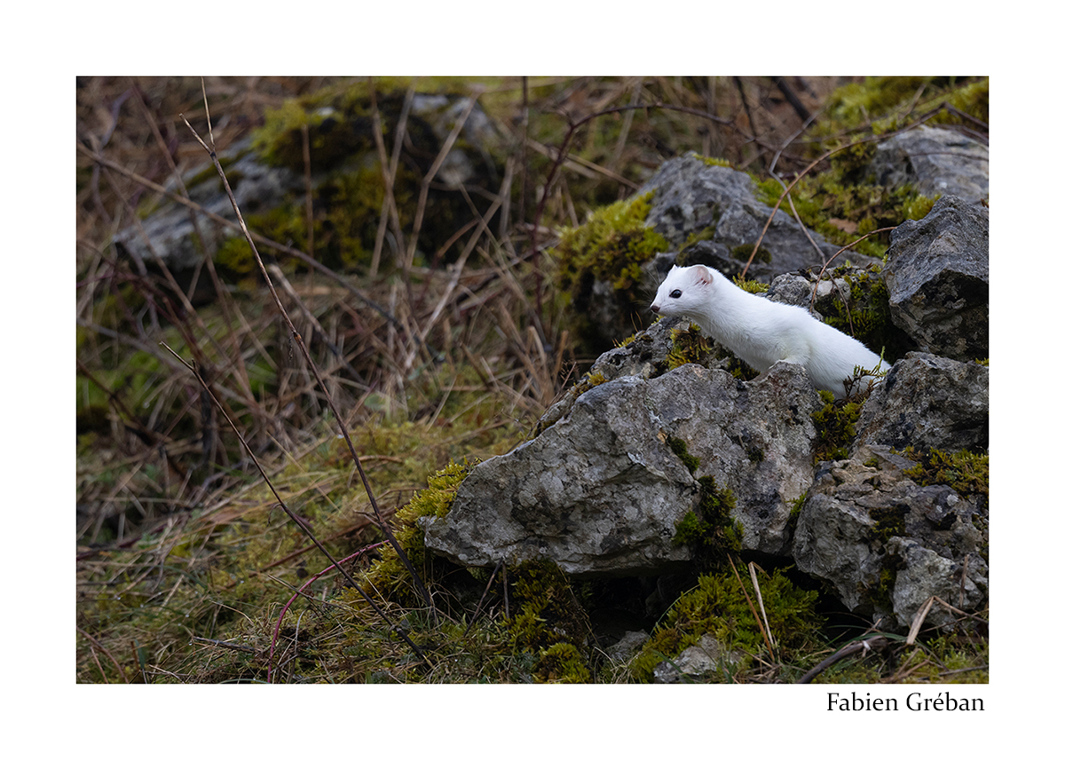 photo d'une hermine dans un vieux muret 