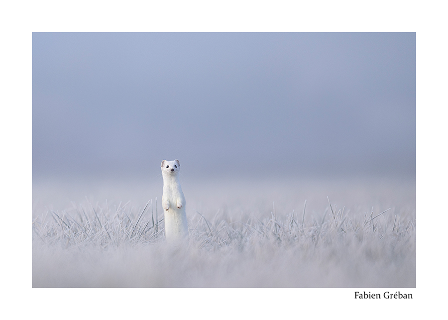 photo d'une hermine dans une prairie givrée