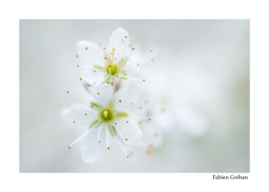 photo de fleurs de prunelier