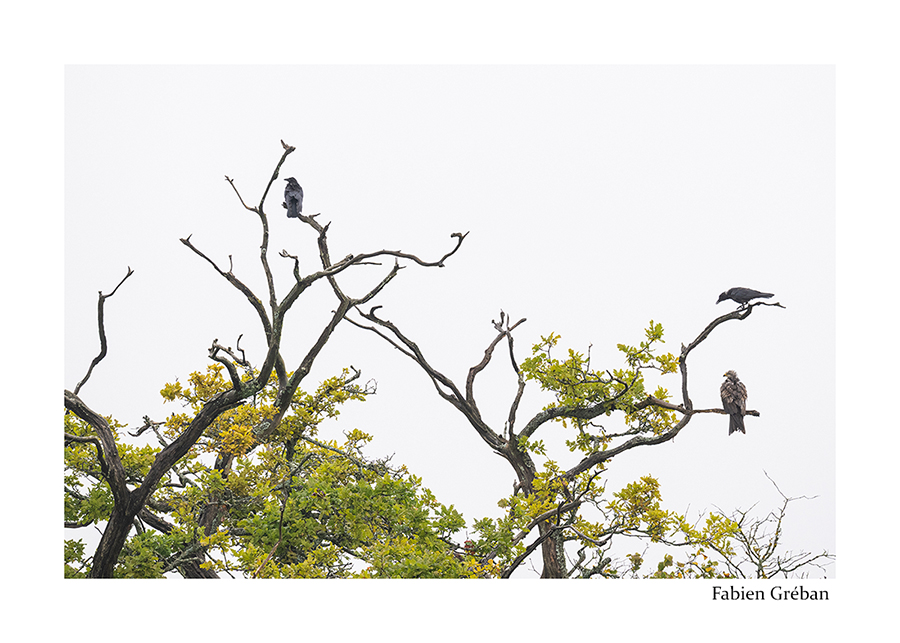 photo de milan royal escort頰ar deux corneilles