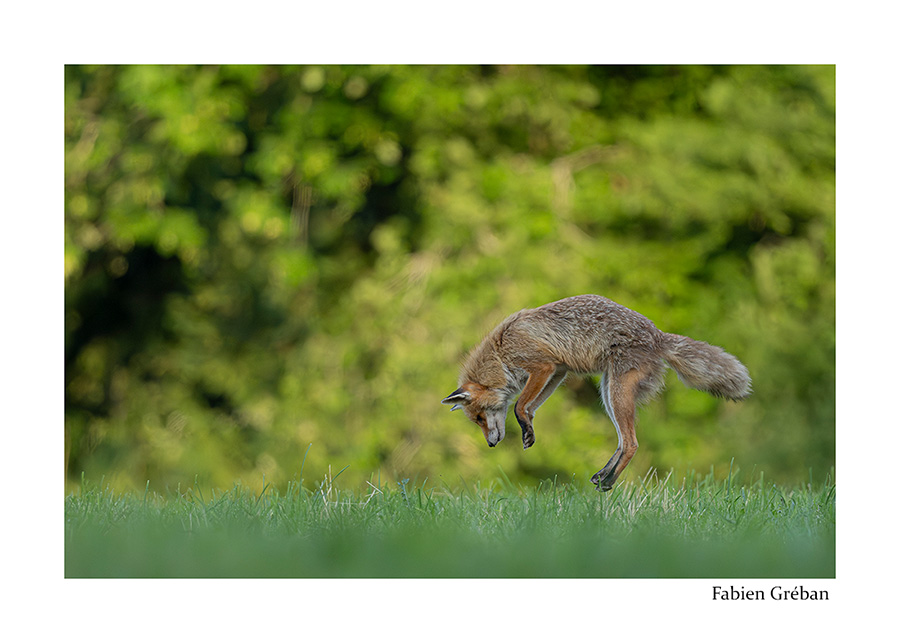 photo de renard qui mulote dans la prairie