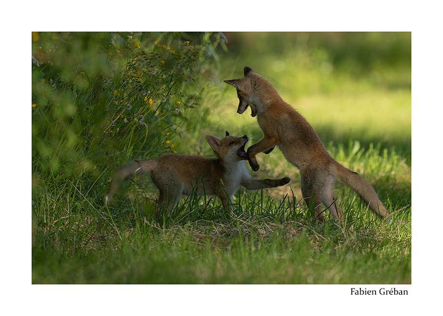 photo de renardeaux qui jouent