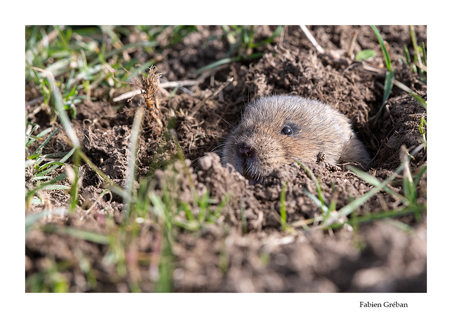 campagnol terrestre dans une prairie du jura