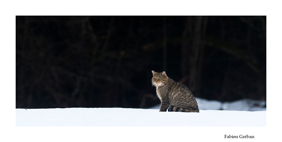 chat forestier mâle dans une prairie enneigée