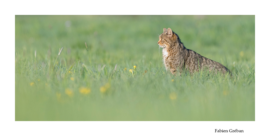 chat forestier dans la prairie au printemps