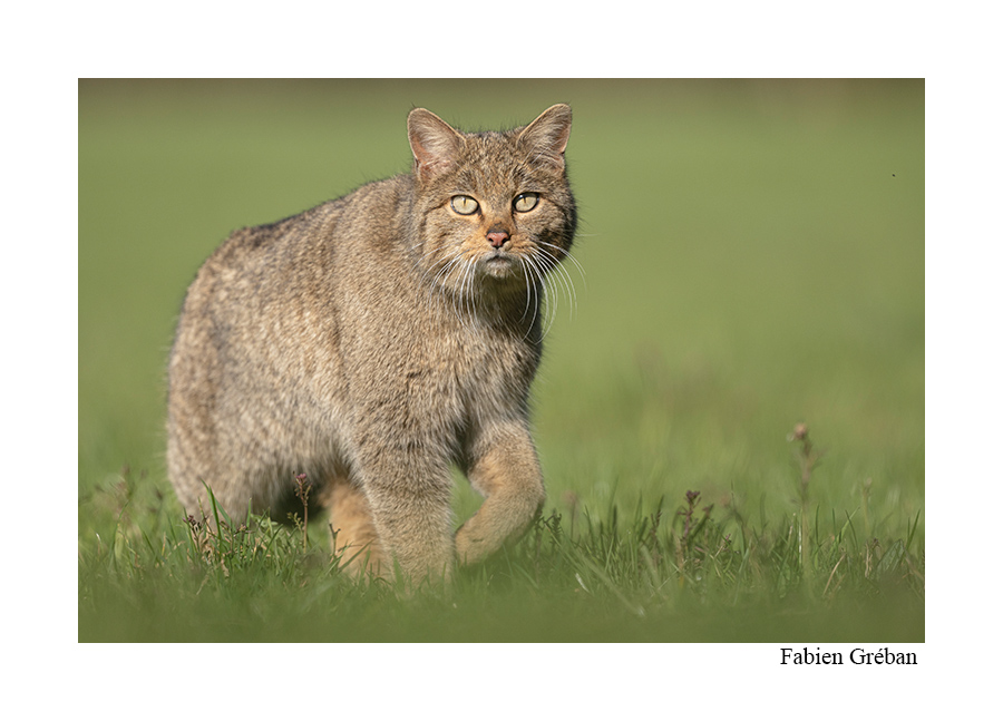 le chat forestier de la vallée de la Loue